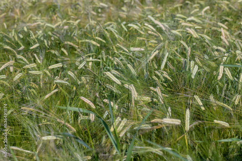 An agricultural field where ripening cereal wheat grows An agricultural field where ripening cereal wheat grows
