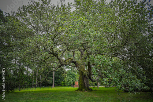 Valokuva Emancipation Oak, Hampton, Virginia