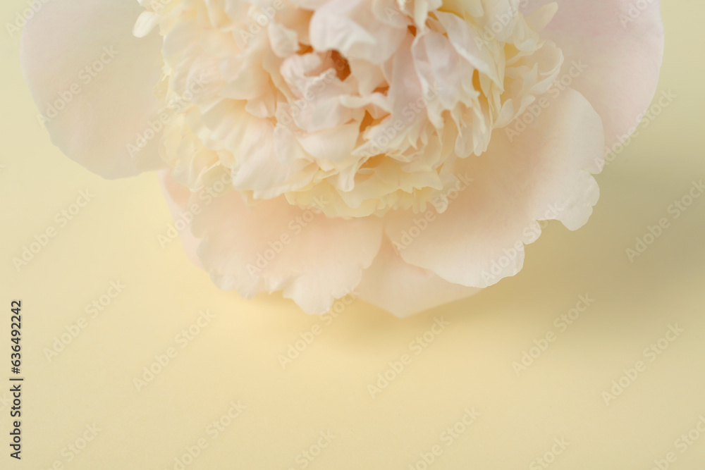 Beautiful peony flower on beige background, closeup