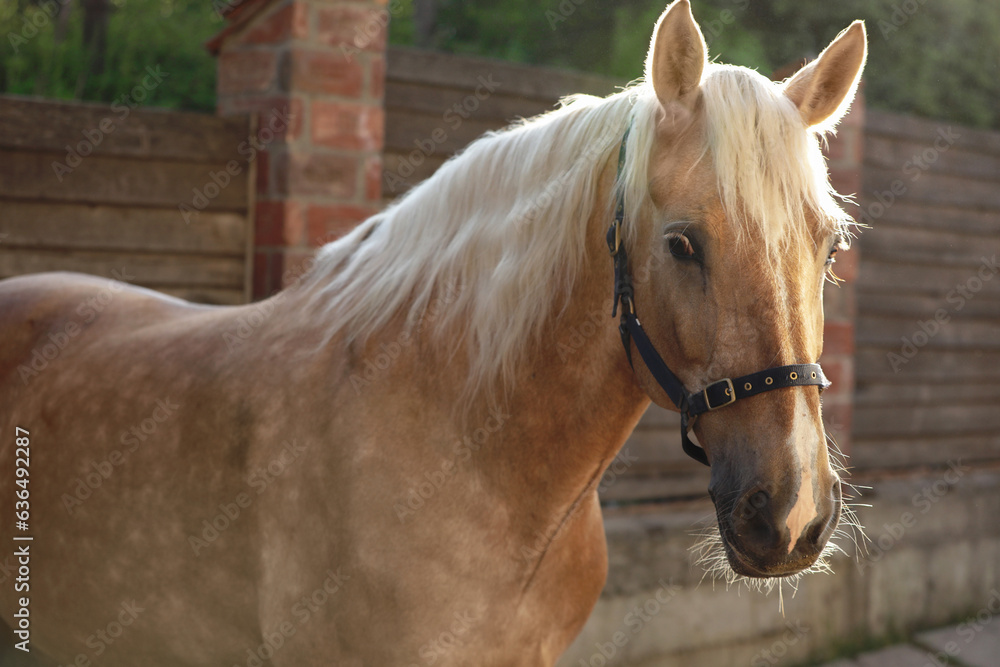 Obraz premium Adorable horse with bridles outdoors. Lovely domesticated pet