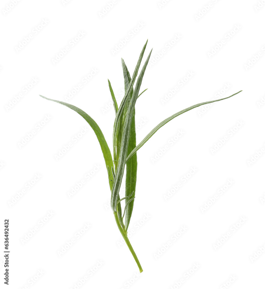 Fototapeta premium One sprig of fresh tarragon on white background