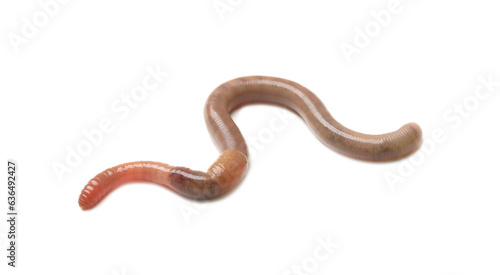 One earthworm isolated on white. Terrestrial invertebrates © New Africa