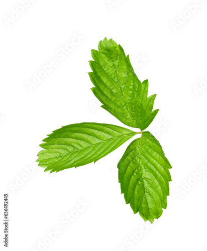 Green wild strawberry leaf isolated on white