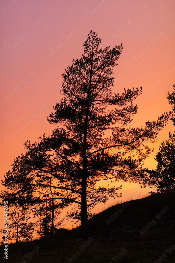 Obraz premium sunset in the forest