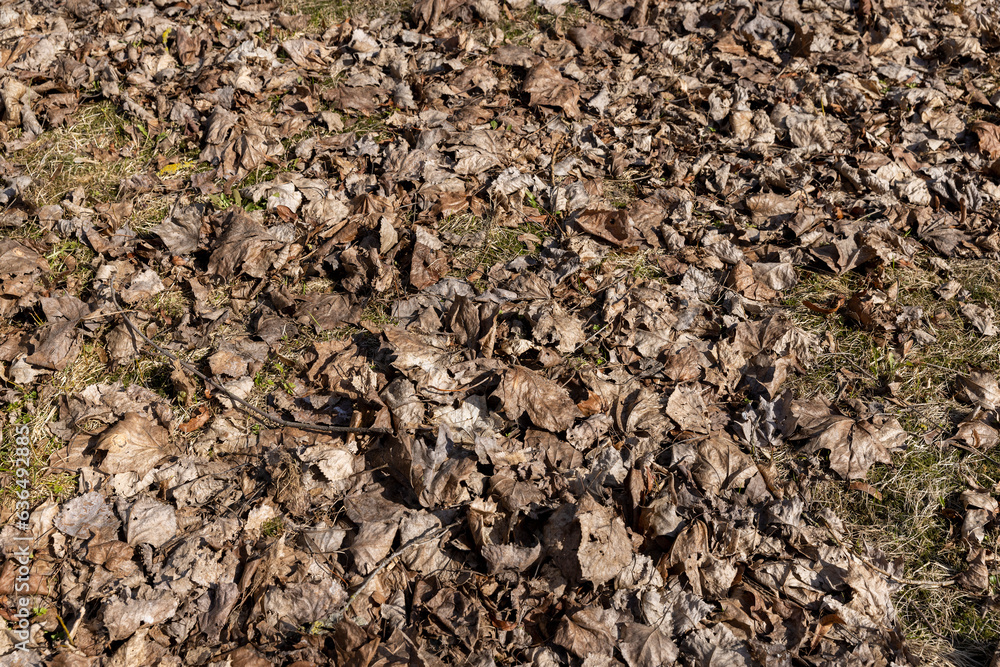old leaves fallen in autumn on the ground in the spring season old leaves fallen in autumn on the ground in the spring season