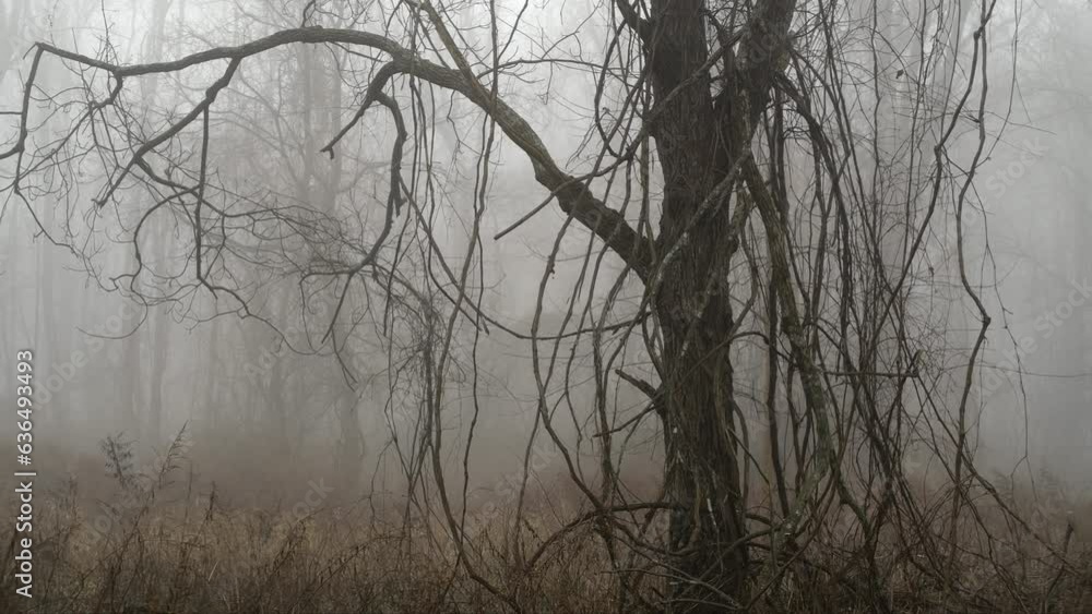 Misty, foggy morning in the forest. 4k Misty, foggy morning in the forest. 4k