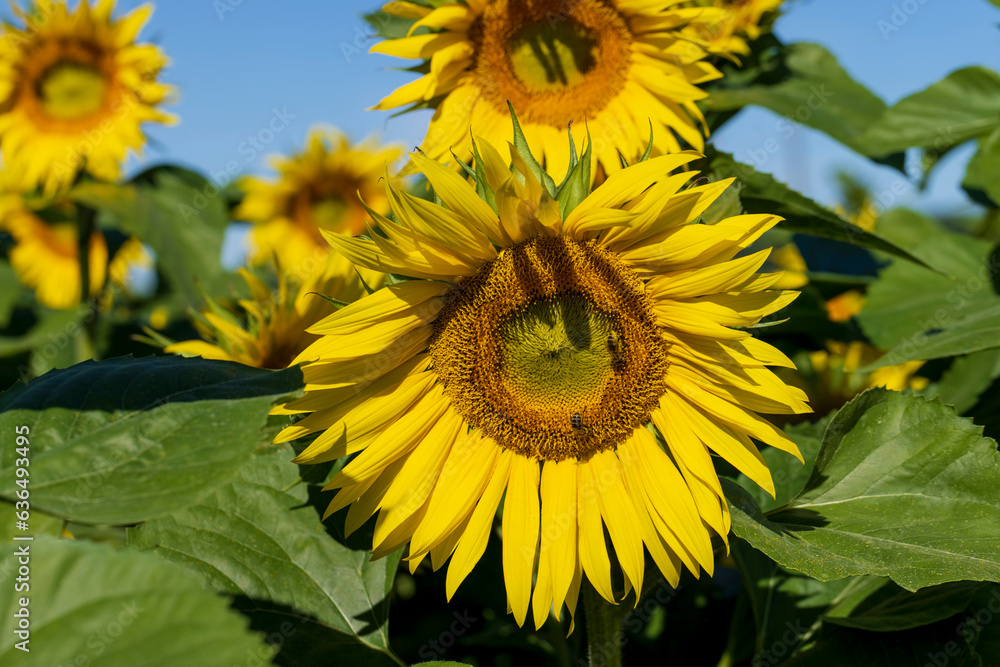 Beautiful blooming yellow sunflowers in the summer Beautiful blooming yellow sunflowers in the summer