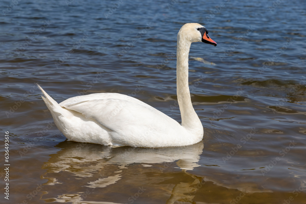 Fototapeta premium white swan floating on the river in sunny weather