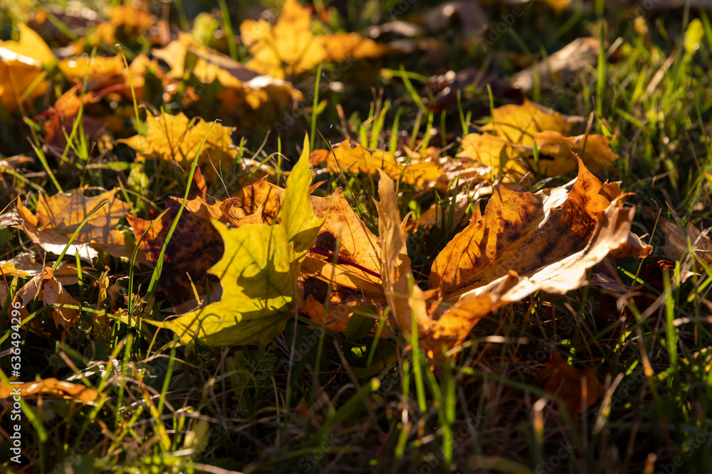 Maple tree foliage in autumn Maple tree foliage in autumn