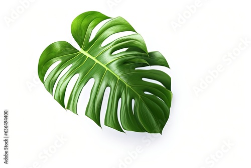 Monstera leaves Isolated On White