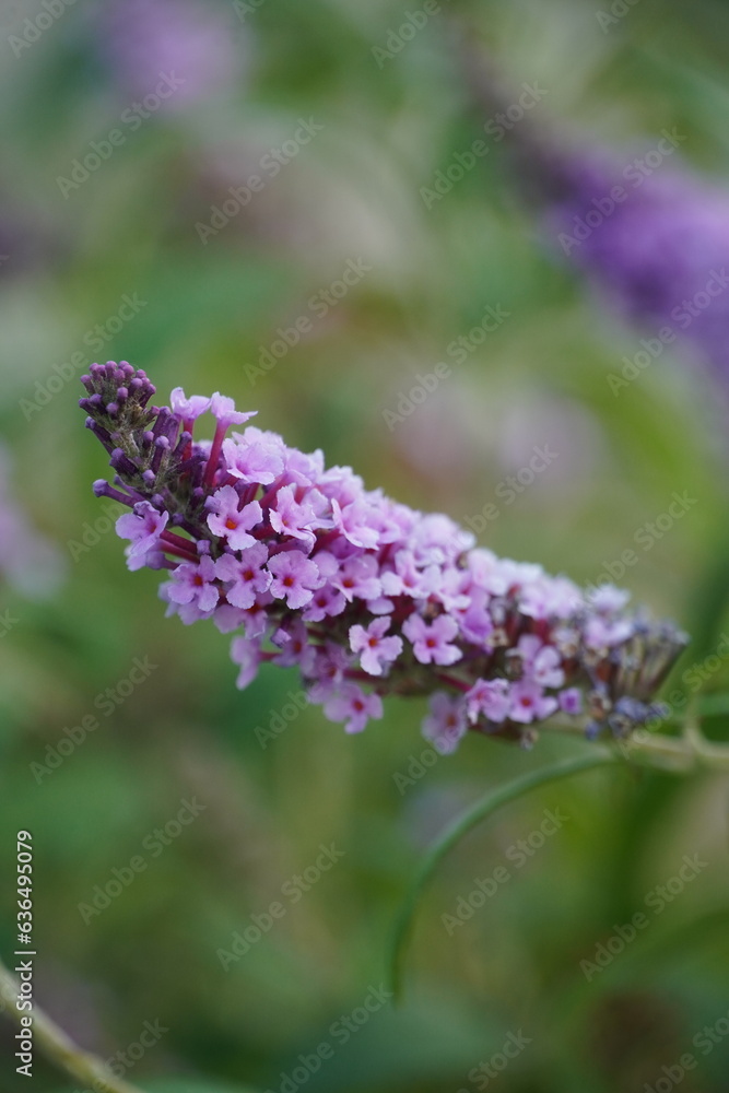 flower purple in the garden flower purple in the garden