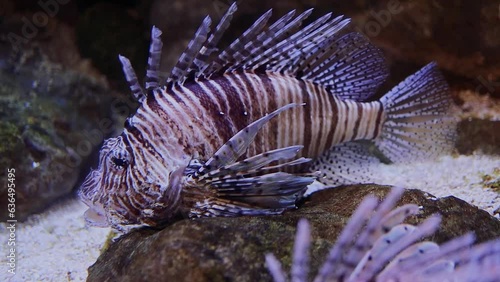 Beautiful red lionfish (Pterois) in aquarium 
