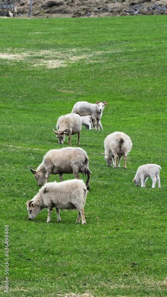 Vertical Screen: Flock of sheep in a pasture, cute lambs graze on a green meadow between mountains at Summer. Organic wool and meat production. Shot for Social Media. Vertical Screen: Flock of sheep in a pasture, cute lambs graze on a green meadow between mountains at Summer. Organic wool and meat production. Shot for Social Media.