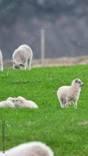 Vertical Screen: Flock of sheep in a pasture, cute lambs graze on a green meadow between mountains at Summer. Organic wool and meat production. Shot for Social Media.