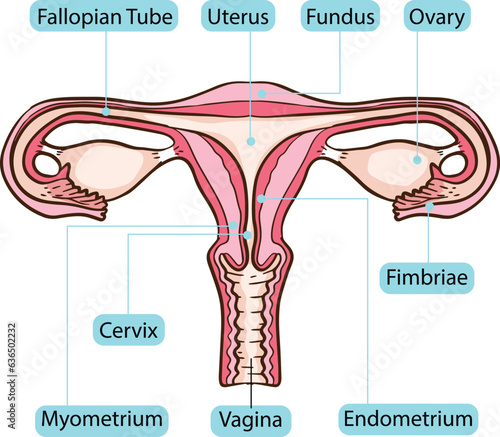 Human Ovary Body Parts Anatomy