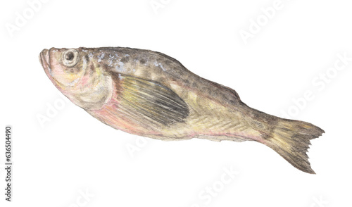 ハタハタ　水彩色鉛筆魚イラスト