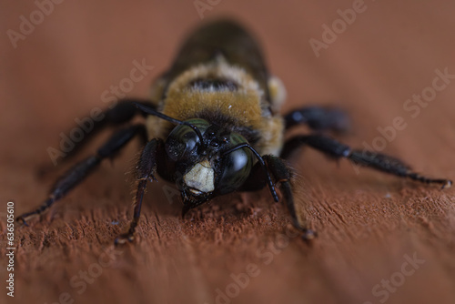 macro shot of a carpenter bee from the front with the face of the insect in focus and facing the camera