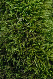 top down view of moss