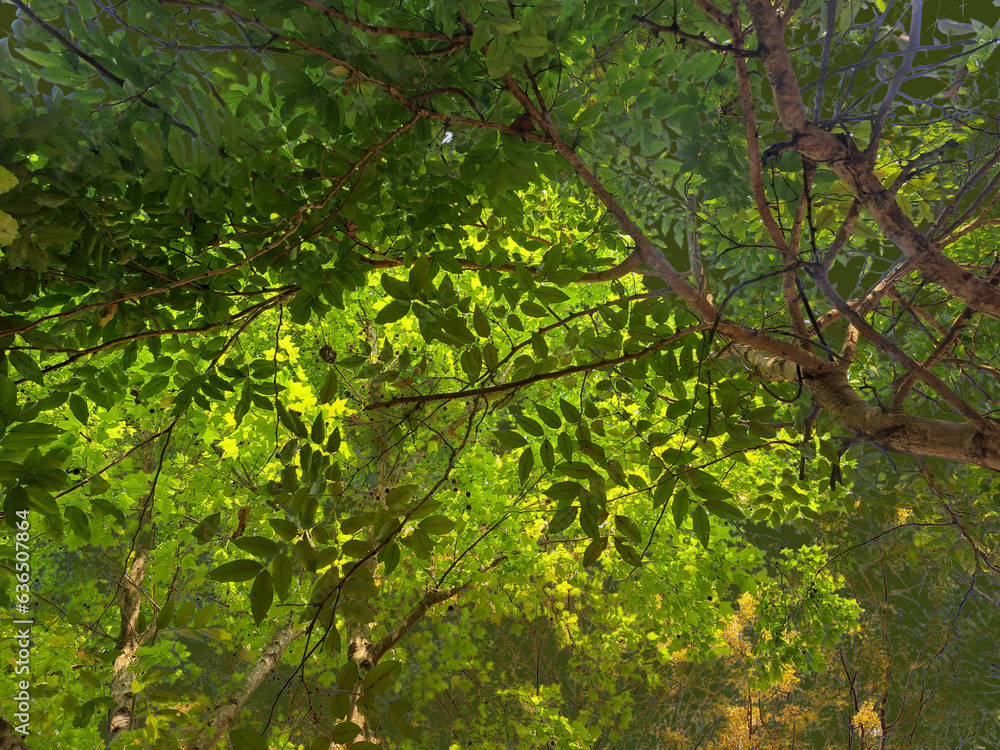 Leaf 3 - Large Summer Tree Canopy Leaf 3 - Large Summer Tree Canopy