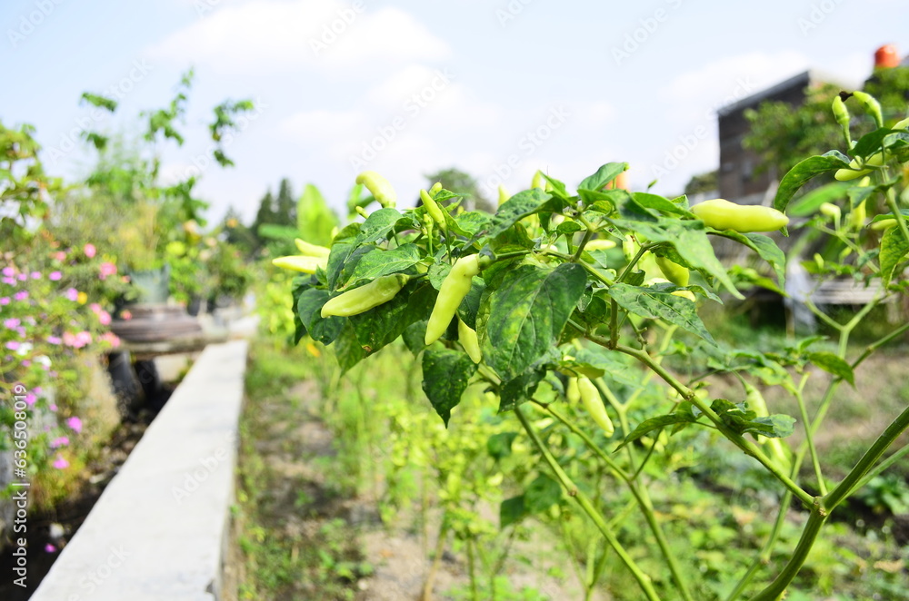 Chili plants thrive, the fruit is ripe, ready to be harvested by farmers. This chili is famous for being spicy. It's red when it's overripe. blurry background