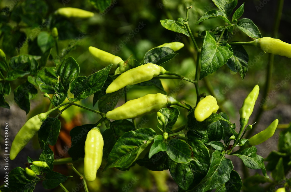 Chili plants thrive, the fruit is ripe, ready to be harvested by farmers. This chili is famous for being spicy. It's red when it's overripe. blurry background Chili plants thrive, the fruit is ripe, ready to be harvested by farmers. This chili is famous for being spicy. It's red when it's overripe. blurry background