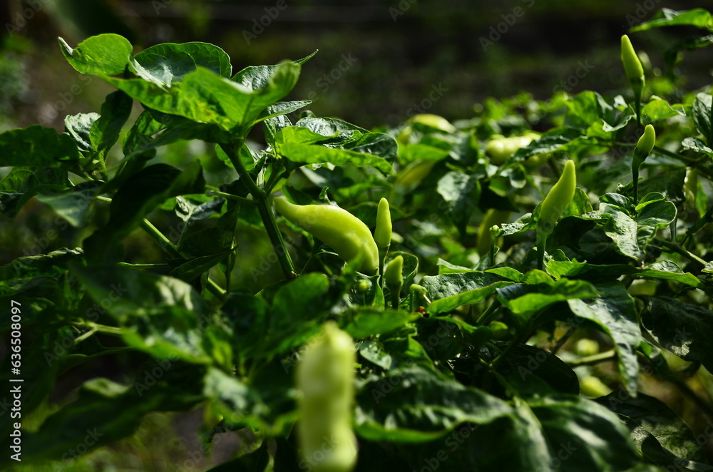 Chili plants thrive, the fruit is ripe, ready to be harvested by farmers. This chili is famous for being spicy. It's red when it's overripe. blurry background Chili plants thrive, the fruit is ripe, ready to be harvested by farmers. This chili is famous for being spicy. It's red when it's overripe. blurry background
