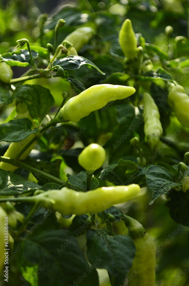 Chili plants thrive, the fruit is ripe, ready to be harvested by farmers. This chili is famous for being spicy. It's red when it's overripe. blurry background Chili plants thrive, the fruit is ripe, ready to be harvested by farmers. This chili is famous for being spicy. It's red when it's overripe. blurry background