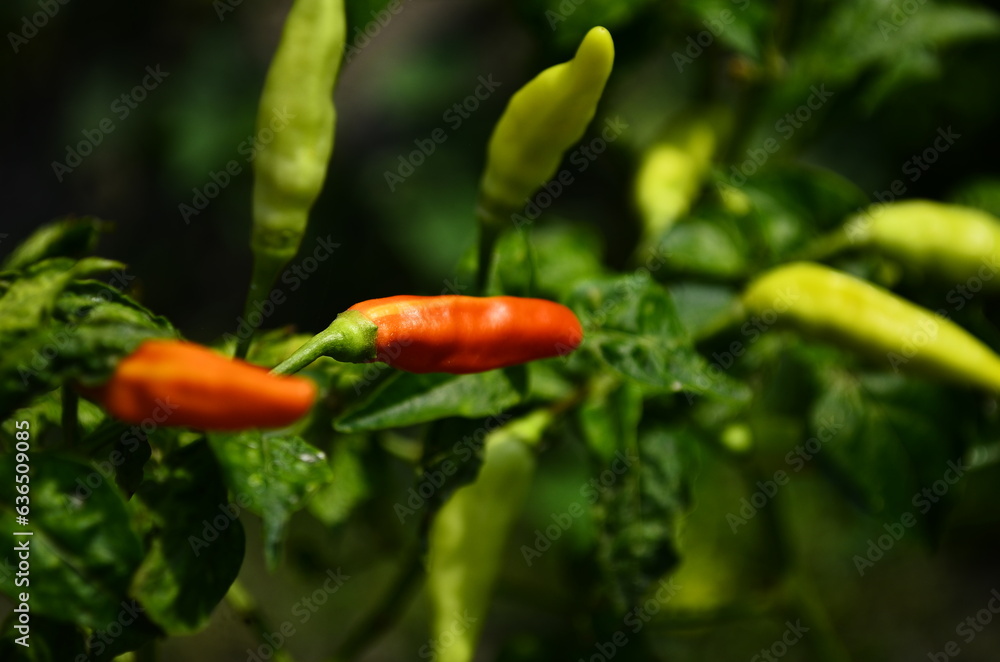Chili plants thrive, the fruit is ripe, ready to be harvested by farmers. This chili is famous for being spicy. It's red when it's overripe. blurry background Chili plants thrive, the fruit is ripe, ready to be harvested by farmers. This chili is famous for being spicy. It's red when it's overripe. blurry background
