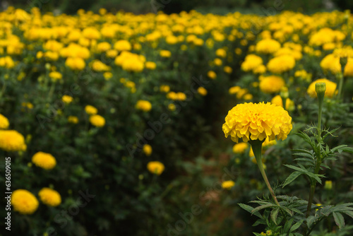 Marigold bush in the field of flowers. © krisana