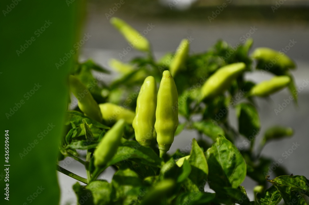 Chili plants thrive, the fruit is ripe, ready to be harvested by farmers. This chili is famous for being spicy. It's red when it's overripe. blurry background Chili plants thrive, the fruit is ripe, ready to be harvested by farmers. This chili is famous for being spicy. It's red when it's overripe. blurry background