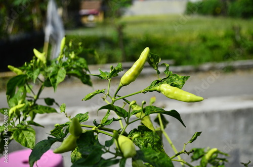Chili plants thrive, the fruit is ripe, ready to be harvested by farmers. This chili is famous for being spicy. It's red when it's overripe. blurry background