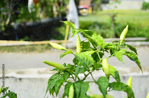 Chili plants thrive, the fruit is ripe, ready to be harvested by farmers. This chili is famous for being spicy. It's red when it's overripe. blurry background