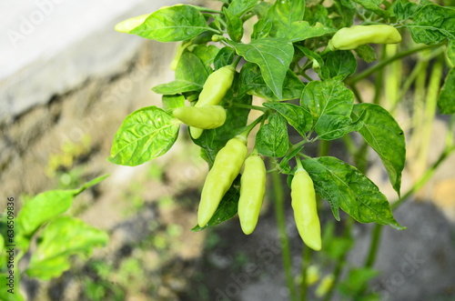 Chili plants thrive, the fruit is ripe, ready to be harvested by farmers. This chili is famous for being spicy. It's red when it's overripe. blurry background