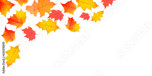 Rain of Autumn Leaves on White Background   Chuva de Folhas de Outono em Fundo Branco