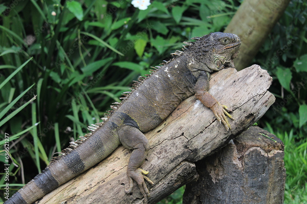 Fototapeta premium Green iguana resting in a wood log