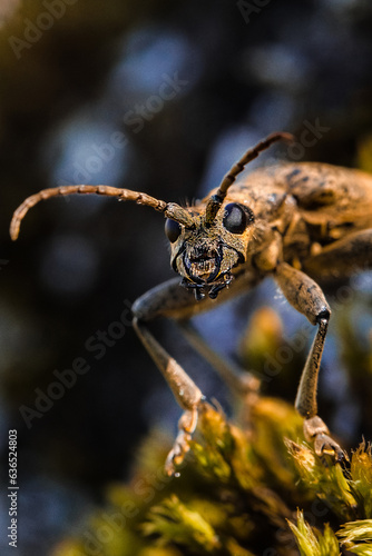 Closeup of a beetle, macroscopic image of an insect © Mariya Surmacheva