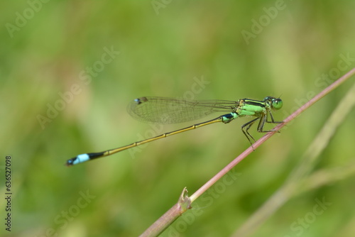 a green needle dragonfly that perches on a weed in a grassy area