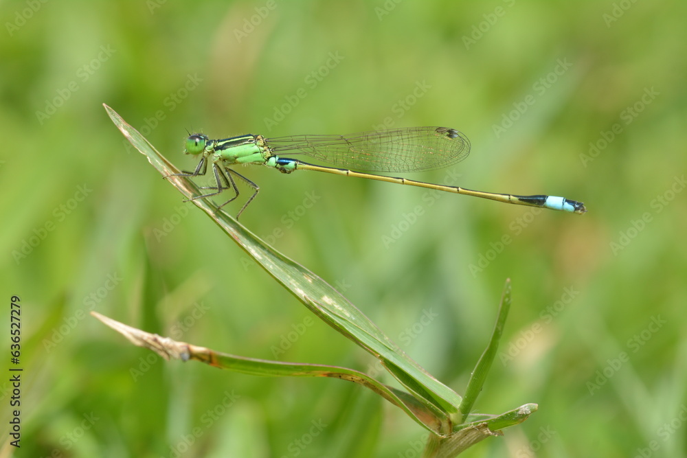 a green needle dragonfly that perches on a weed in a grassy area a green needle dragonfly that perches on a weed in a grassy area