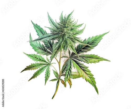 Cannabis leaf watercolor. Vector illustration design.