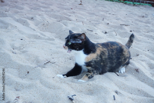 Calico turquoise cat relaxing on the sandy beach