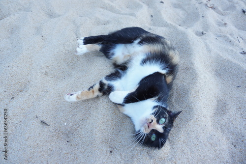 Calico turquoise cat relaxing on the sandy beach