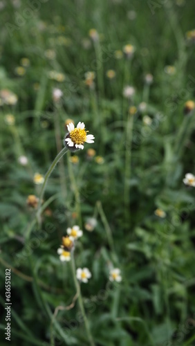 Coatbuttons,Mexican daisy,Tridax procumbens,Asteraceae,Wild Daisy on blur background.