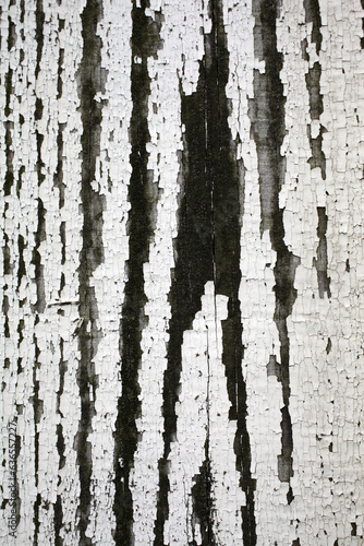 Close-up view of an old painted board with lichens