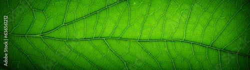 Banner with green leaf texture. Organic background. Copy space. Generative AI