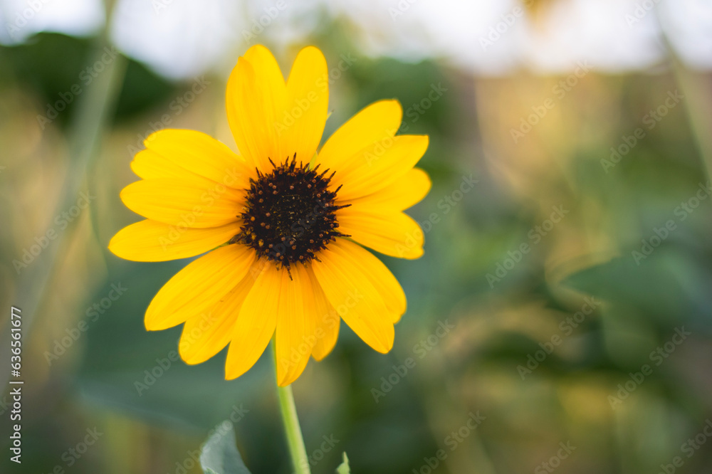 Fototapeta premium Sunflower In Garden