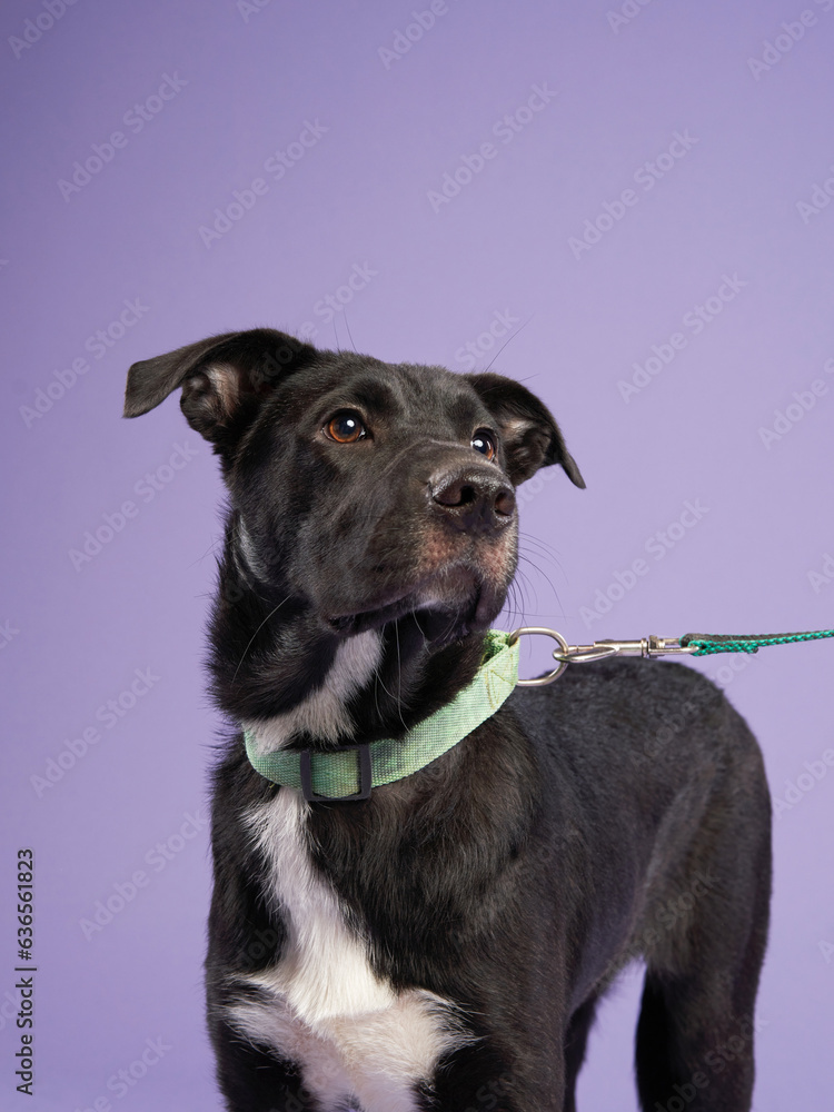 Portrait of a beautiful black dog on lilac background. Mix of breeds. Happy Pet in the studio Portrait of a beautiful black dog on lilac background. Mix of breeds. Happy Pet in the studio