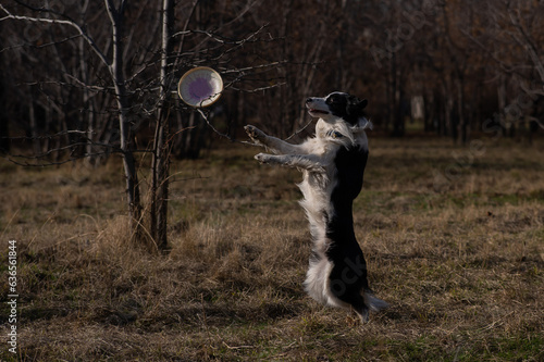 Border collie catches a plastic plate on a walk in the autumn park.