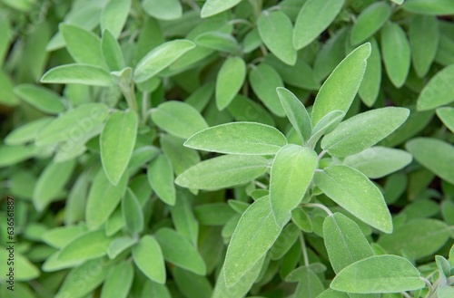 closeup on fresh leaf of sage growing in a garden