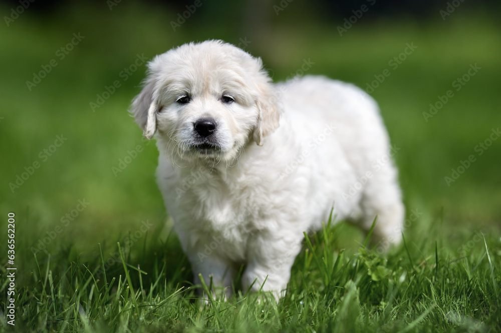 cute golden retriever puppy standing on grass, close up portrait cute golden retriever puppy standing on grass, close up portrait
