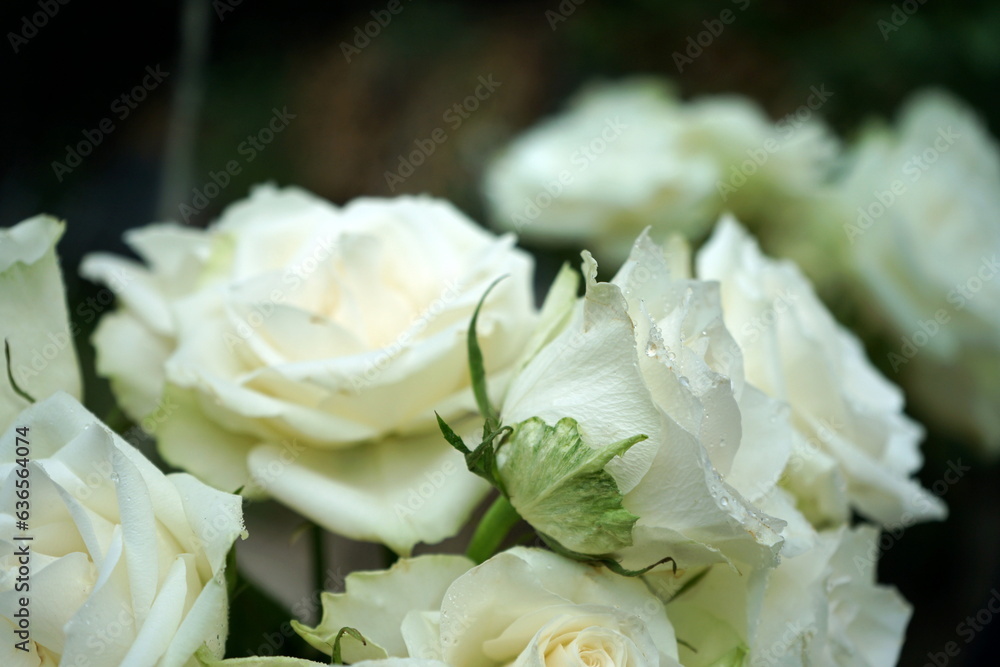 Rosen Weiß Rosen Weiß